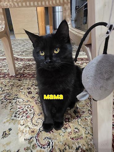 Продажа кошек: Беспородная, 1 месяц, Мальчик, Приучена к лотку — 15