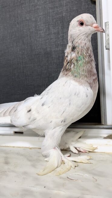 göyercin yuvası: Paçalı ebreş erkek satılır