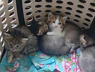 британские кошки: Котята, помет из нескольких малышей. - Окрас: тигровые (табби) и — 2