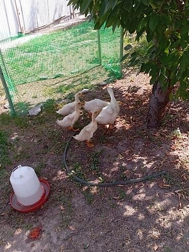 утки жирные: Молодняк водоплавающей птицы (утята) - Возраст: примерно 3–5 недель — 3