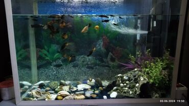 baliq akvarum: Akvarium Balıqları ile bir yerde . Akvarium in ölçüleri: 25*60*40cm