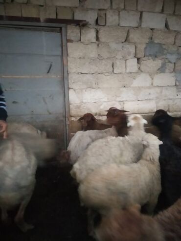 barter heyvanla: Qoyunlar və quzular hamısı birlikdə satılır,7 quzu var 14-15 kq ətləri