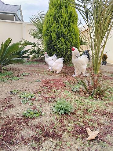 Toyuqlar: Toyuq, Brama, Damazlıq — 8