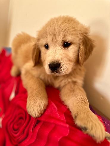 İtlər: Labrador-retriver, 1 ay, Erkek — 14