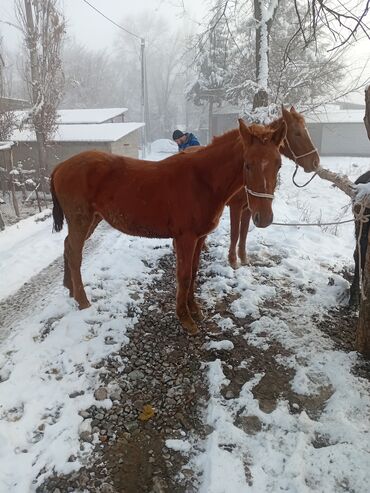 Лошади, кони: Продаю | Кобыла (самка) | Рабочий — 7