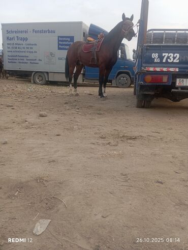 собака доберман сколько стоит: Продаю | Конь (самец) | Полукровка | Конный спорт