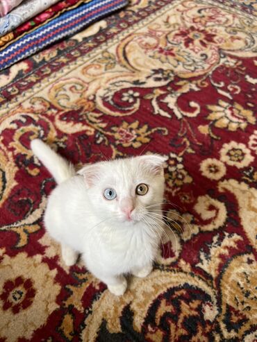 кошка шотландская вислоухая цена: Скотиш Фолд (Шотландская вислоухая), 3 месяца, Девочка, Белый, Приучена к лотку, Проглистована