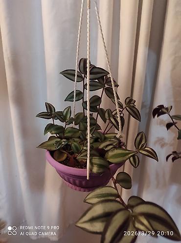 nokia yarpaq: Tradescantia zebrina dekorativ otaq bitkisi. - Yarpaqlar — 4
