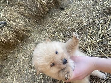 Psi: Štene mesanci otac zlatni retriver retrivera tek prijeli nisu — 8