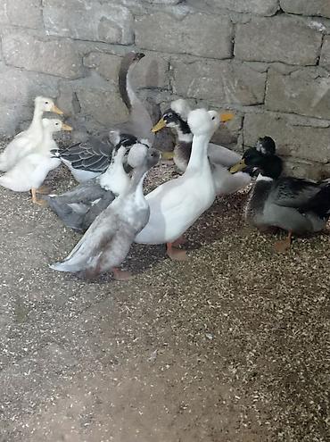 qus bazari bakida: Salam 4 Erkey 1 dişidi hamsida kekilidi 2 dene de 2 ay yarımlıq — 7