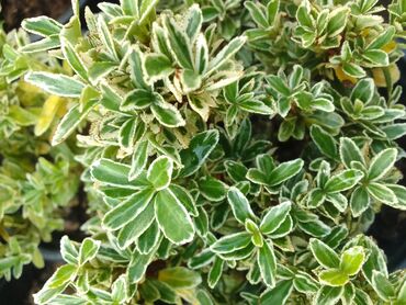 Çöl bitkiləri: Həmişə yaşıl — 11