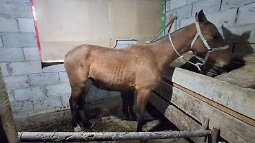Продам с/х животных: Продаю | Конь (самец), Жеребец | Полукровка, Кара Жорго | Рабочий — 7