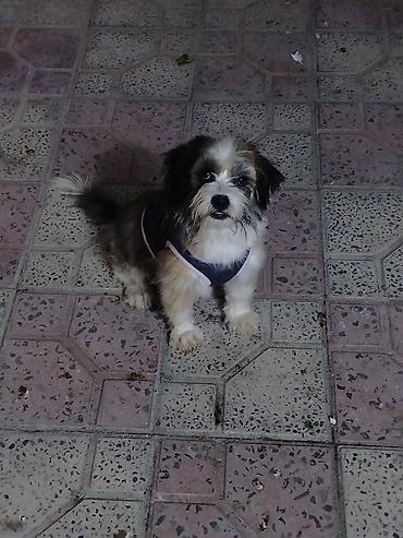 Pudel, Erkək, Ünvandan götürmə, Ödənişli çatdırılma lalafo.az -da Pudel, Erkək, Ünvandan götürmə, Ödənişli çatdırılma