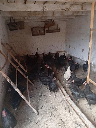 кок бээ: Продаю кур породы «Джерсинский гигант». 5 месяцев Петухи 2000 сом Куры — 4