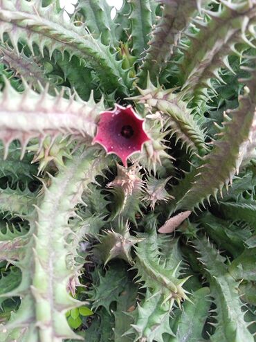 Otaq bitkiləri: Sukulənlər – müxtəlif növlər birbaşa qabda - Qab 1: Eyni qabda iki — 12