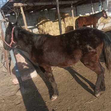 лошадь кыргызстан: Продаю |