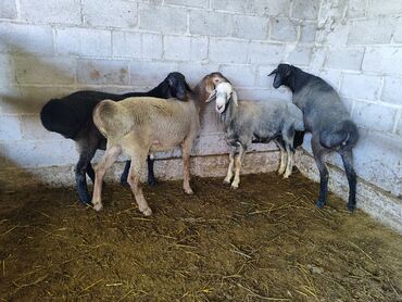 бараны овцы: Продаю | Баран (самец) | На забой, Для разведения, Для шерсти
