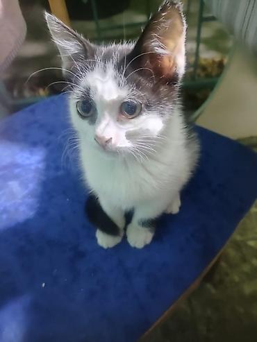 кошки бишкек купить: Котята, домашние, короткошёрстные. район сокулук - Окрас — 2