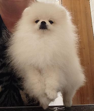 Продажа собак: Шпиц, 1 месяц, Самец, С родословной — 6