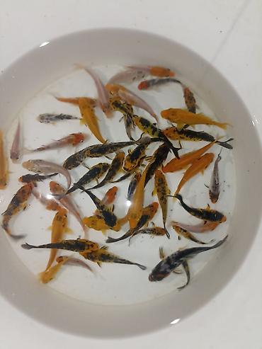 balığ yemi: Koi, Sülhsevər, Ödənişli çatdırılma — 6