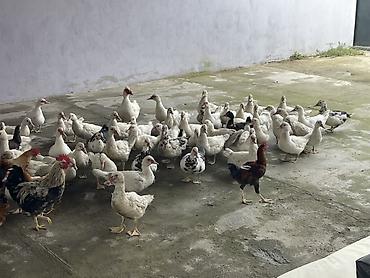 disi danalar: Salam hamısı laldı erkekde var dişide balacası 15m böyükü 20 — 6