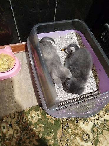 рыжие котята: Отдам котят в добрые руки Обычные котята 2 серые девочки 2 Дымчатых — 7