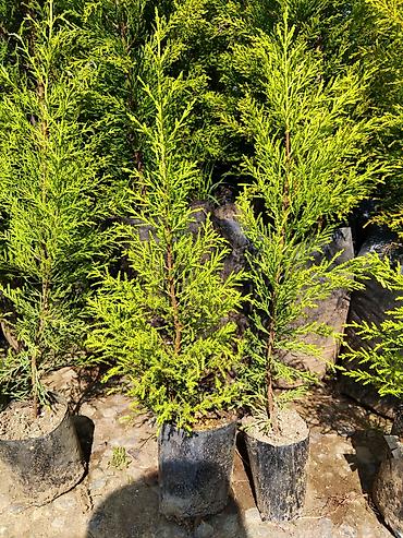 lent gul buketi: Thuja (həyət-baca üçün həmişəyaşıl iynəyarpaq şitilləri) - Bitki — 1