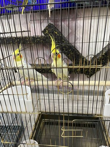 Qəfəslər: Salamlar quşlar şatılir hamısı idyal vəziyyətdədirlər .vitaminləri35 — 10