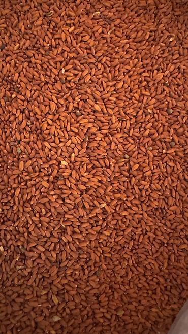 Toxumlar: ✨ 4 Mövsüm ✨ 🌱 Artıq evinizdə və bağçanızda təbii, dərmansız və — 2