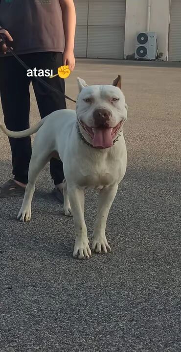 cib itleri: Pitbul, 1 ay, Erkek, Peyvəndli, Ünvandan götürmə
