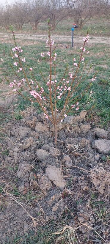 Torpaq sahələrinin satışı: 400 sot, Kənd təsərrüfatı, Mülkiyyətçi, Kupça (Çıxarış) — 17