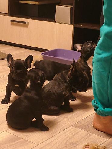 Продажа собак: Бульдог, 2 месяца, Самец, С прививкой at lalafo.kg — 9 Продажа собак: Бульдог, 2 месяца, Самец, С прививкой — 9