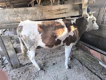 Коровы, быки: Продаю | Тёлка | Алатауская | Для разведения | Не стельные — 5