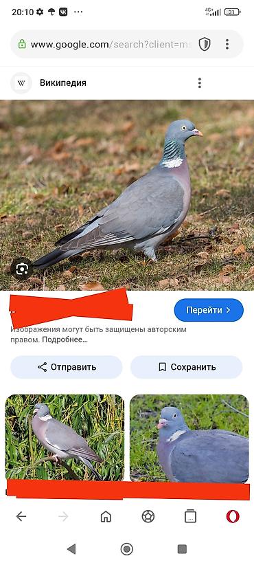А/ч жаныбарлары үчүн тоюттар: Куплю горлец и диких голубей за дикого голубя даю 1500 сомов за — 1