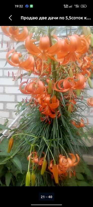 Продажа дач: Продаются дачные участки с домом. Объект: - Кирпичный дачный дом на — 6