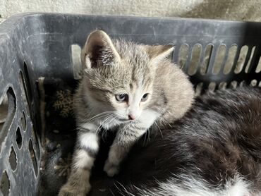 котята бенгальской кошки: Кошка даром: Беспородная, 2 месяца, Мальчик, Приучена к лотку, Метис