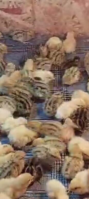 Птицы: Продам : Перепелов для развода возраст разный и на мясо . Яйца — 4