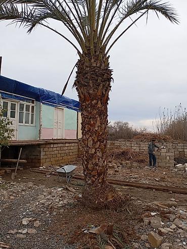 Ağaclar: Məhsul: Dekorativ palma ağacları (Trachycarpus/Vindozaya bənzər yelpik — 6