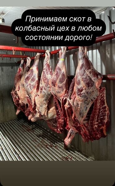 соки бишкек: Уйдун эти : 10 кг ашык, Өзү алып кетүү