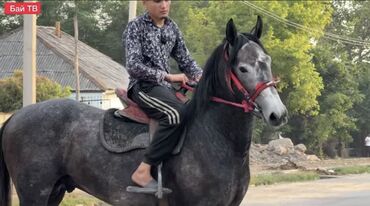 купить породистую кошку: Лошадь, ат. пепельно вороная масть.
бышты. рост 165 см