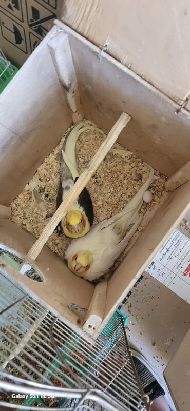Amadinlər: Məhsul: Nimfa (Cockatiel) cütü və yuvalıq dəsti Təsvir: - Şəkillərdə