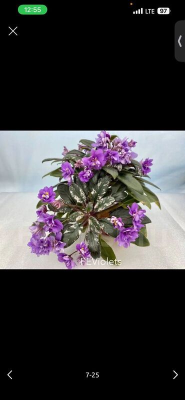 Фиалки и глоксинии: 🌱🌺🌱 Продаю сортовые ДЕТКИ стандартных фиалок🌱🌺🌱. Цены от 80-150 сом — 15