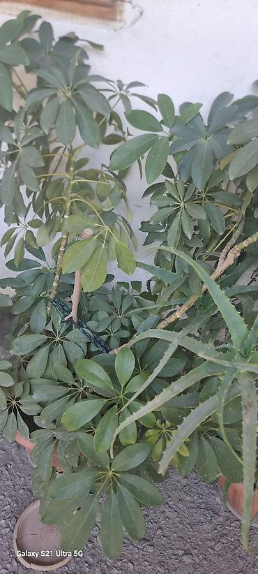 Комнатные растения: Шефлера (Schefflera arboricola) в горшках - Кустовые растения с — 1