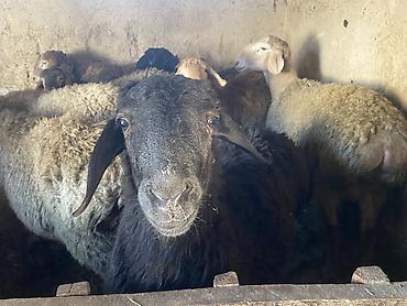 Баран, овца: Продаю | Баран (самец) | Гиссарская, Арашан | Для разведения, На забой | Осеменитель — 8