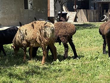 Баран, овца: Продаю | Баран (самец) at lalafo.kg — 4 Баран, овца: Продаю | Баран (самец) — 4
