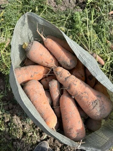 дом на колесах купить бишкек: Сабиз Дүңүнөн, Акылуу жеткирүү