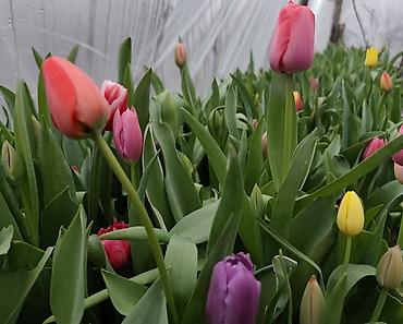 Букеты из живых цветов: ТЮЛЬПАНЫ СРЕЗАННЫЕ, МИКС СОРТОВ И ОКРАСОК - Классические бокаловидные at lalafo.kg — 8 Букеты из живых цветов: ТЮЛЬПАНЫ СРЕЗАННЫЕ, МИКС СОРТОВ И ОКРАСОК - Классические бокаловидные — 8