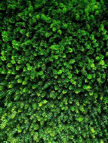 Süni güllər: Süni yaşıl divar paneli müxtəlif yaşıl yarpaqların və qırmızı — 38