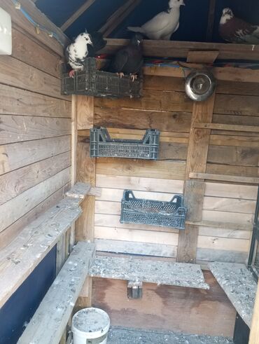 Göyərçinlər: Salam goyercin yuvası satılır tecili kim isitese elaqe saxlasin Bos — 2