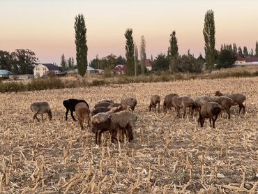 меняю на баран: Продаю | Овца (самка) | Арашан | Для разведения | Матка, Ярка